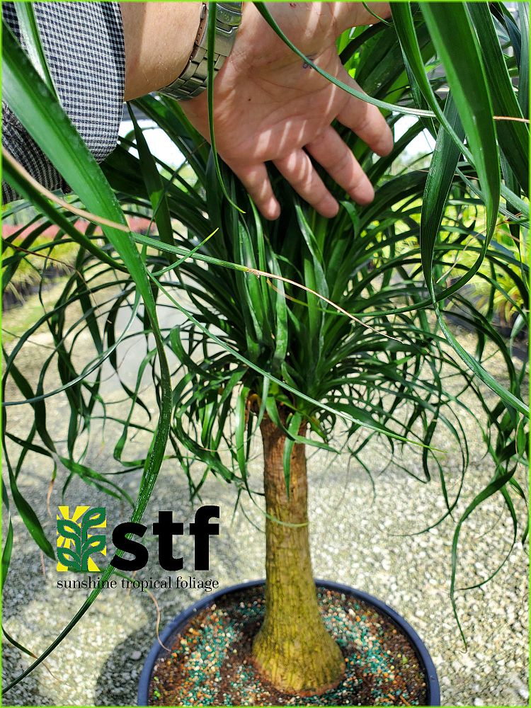 beaucarnea-guatemalensis-ponytail-palm-guatemala-pony-tail-red-ponytail-plant