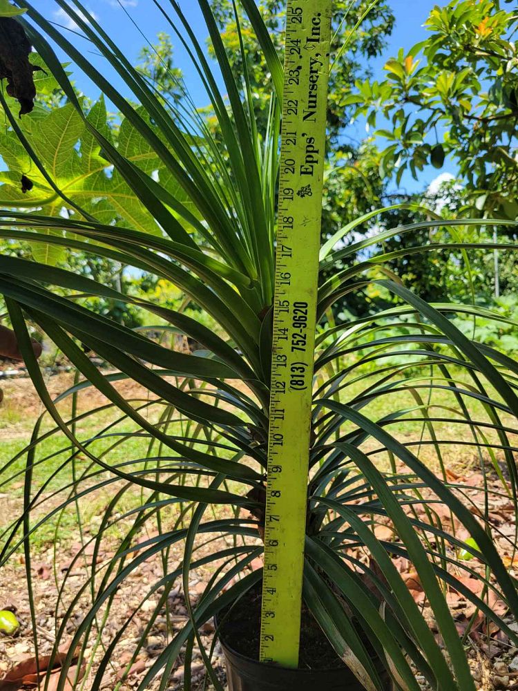 beaucarnea-guatemalensis-ponytail-palm-guatemala-pony-tail-red-ponytail-plant