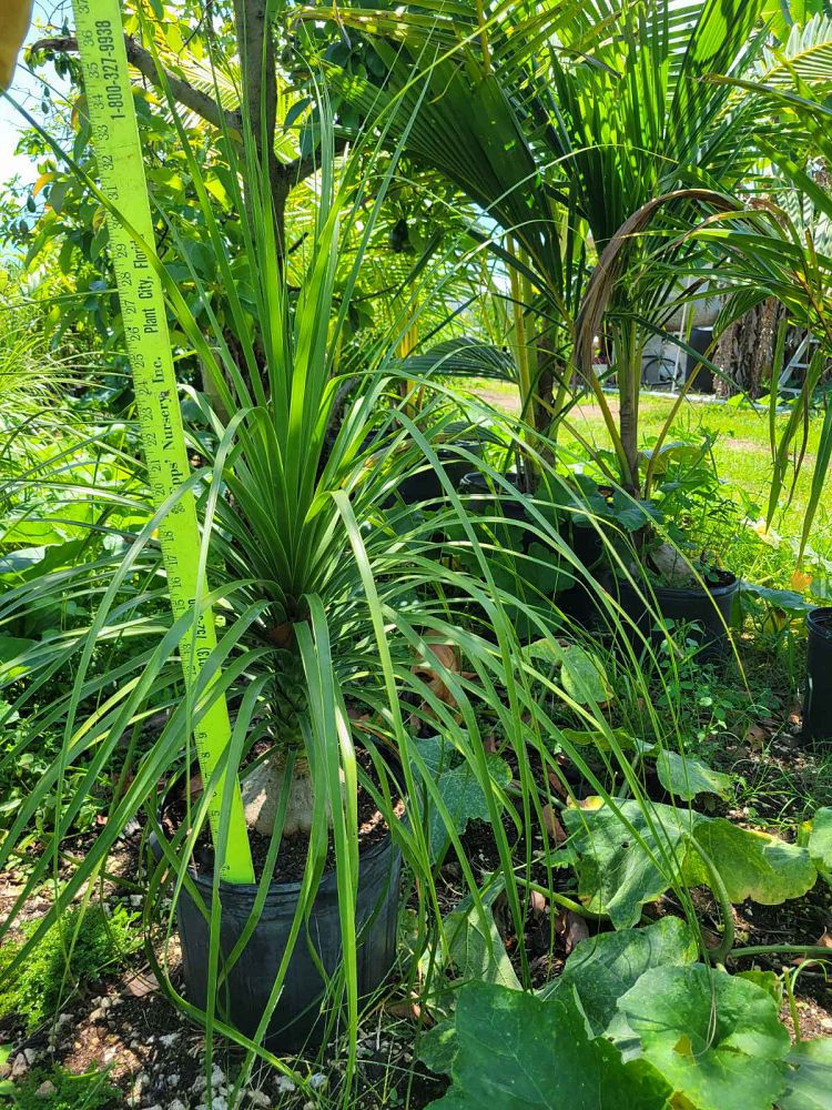 beaucarnea-guatemalensis-ponytail-palm-guatemala-pony-tail-red-ponytail-plant
