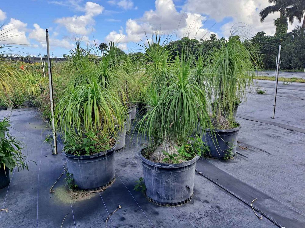 beaucarnea-guatemalensis-ponytail-palm-guatemala-pony-tail-red-ponytail-plant
