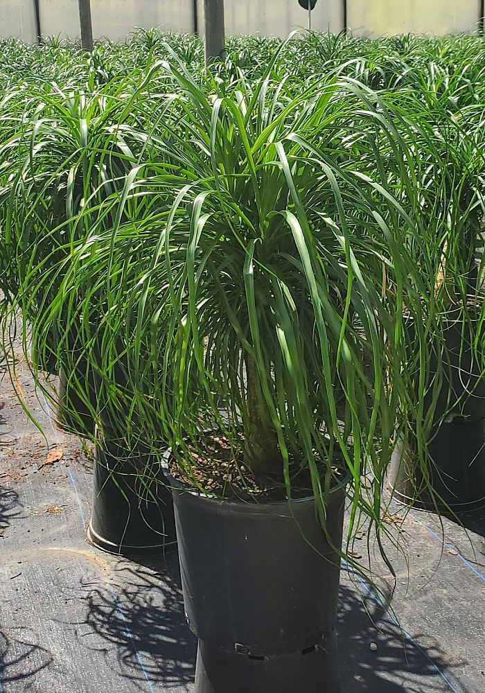 beaucarnea-guatemalensis-ponytail-palm-guatemala-pony-tail-red-ponytail-plant