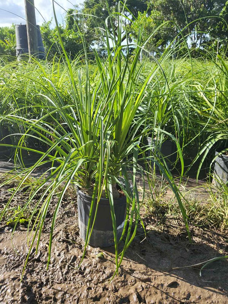 beaucarnea-guatemalensis-ponytail-palm-guatemala-pony-tail-red-ponytail-plant