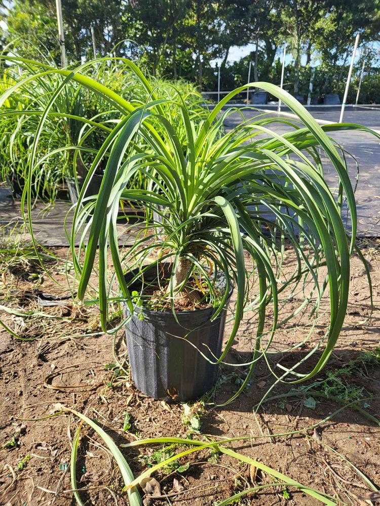 beaucarnea-guatemalensis-ponytail-palm-guatemala-pony-tail-red-ponytail-plant