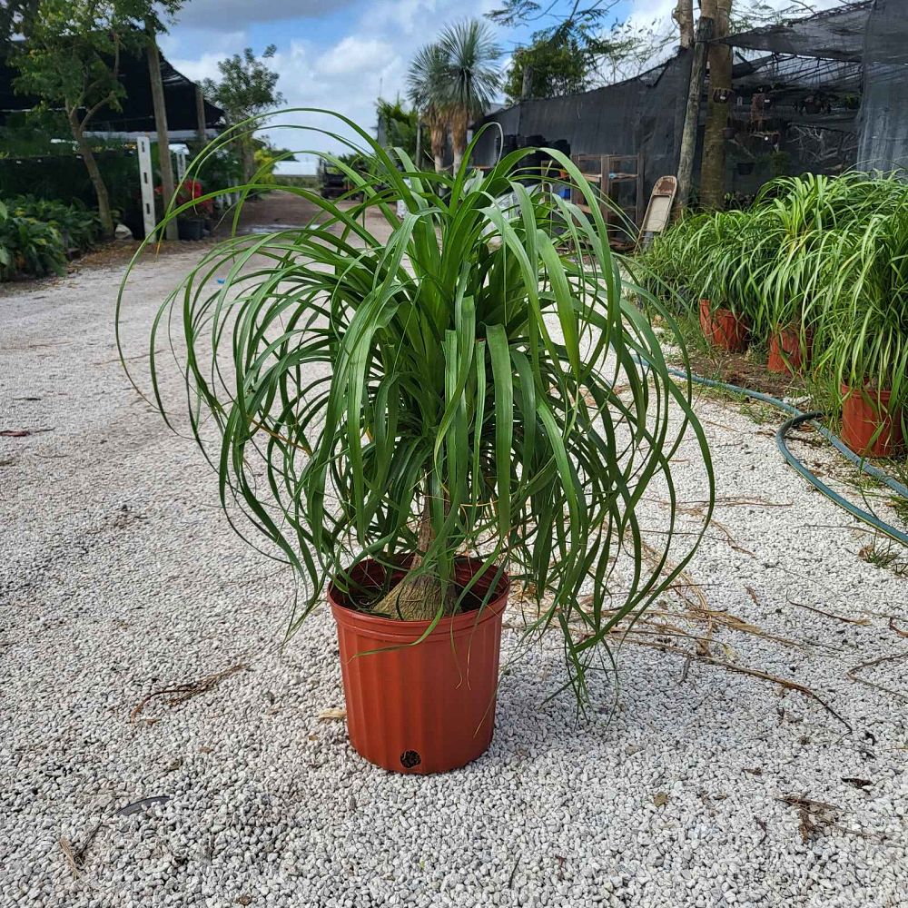 beaucarnea-guatemalensis-ponytail-palm-guatemala-pony-tail-red-ponytail-plant