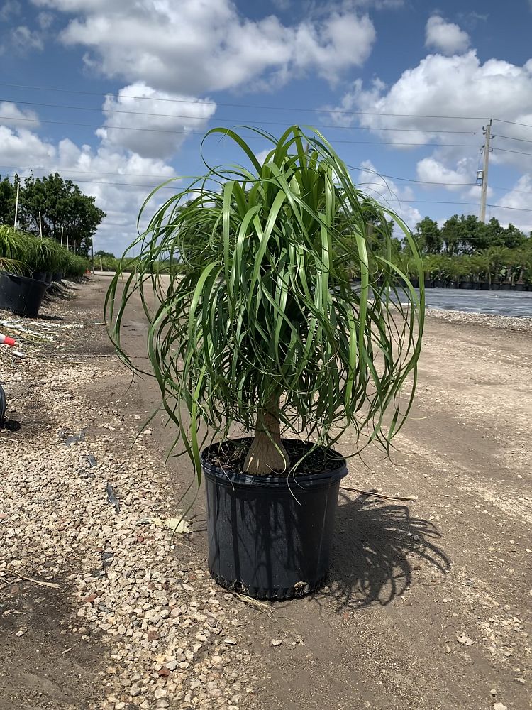 beaucarnea-guatemalensis-ponytail-palm-guatemala-pony-tail-red-ponytail-plant