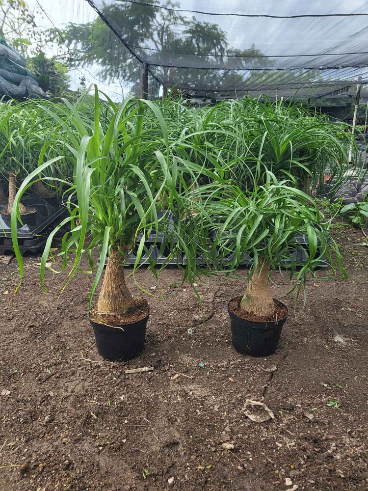beaucarnea-guatemalensis-ponytail-palm-guatemala-pony-tail-red-ponytail-plant