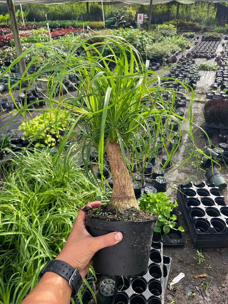 beaucarnea-guatemalensis-ponytail-palm-guatemala-pony-tail-red-ponytail-plant