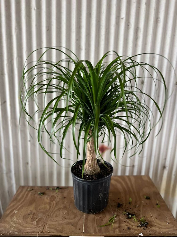 beaucarnea-guatemalensis-ponytail-palm-guatemala-pony-tail-red-ponytail-plant