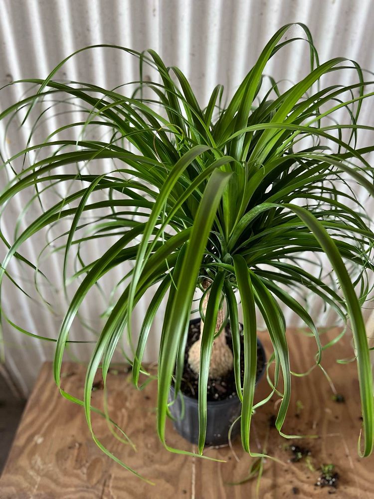 beaucarnea-guatemalensis-ponytail-palm-guatemala-pony-tail-red-ponytail-plant