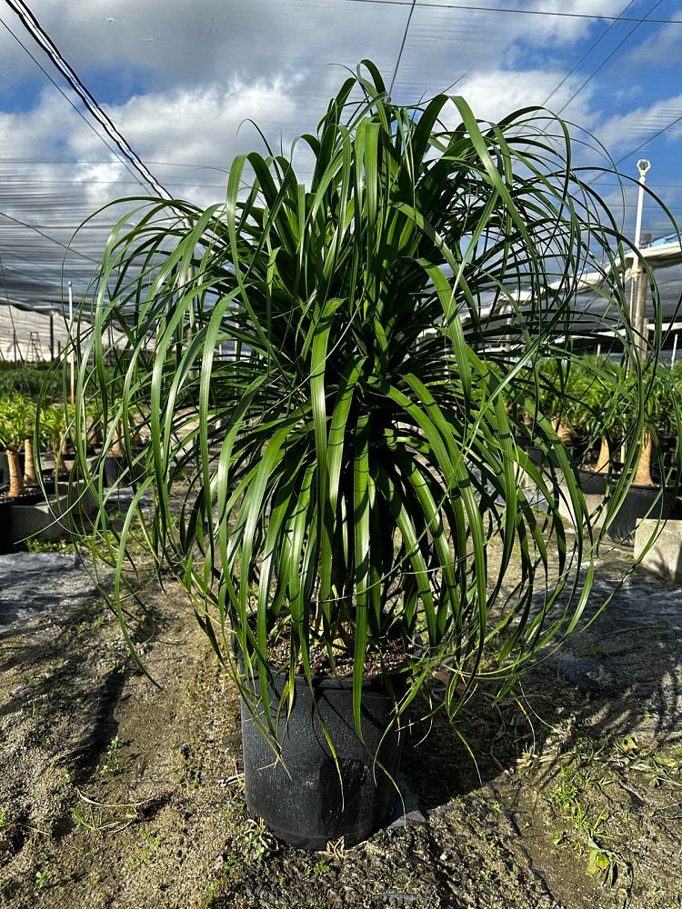 beaucarnea-guatemalensis-ponytail-palm-guatemala-pony-tail-red-ponytail-plant