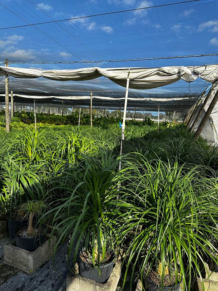 beaucarnea-guatemalensis-ponytail-palm-guatemala-pony-tail-red-ponytail-plant