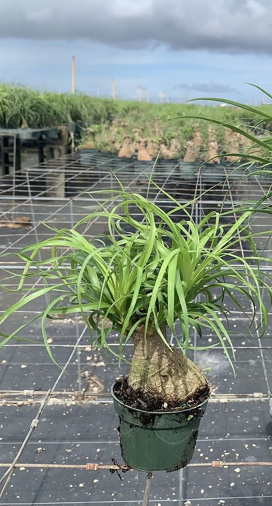 beaucarnea-guatemalensis-ponytail-palm-guatemala-pony-tail-red-ponytail-plant
