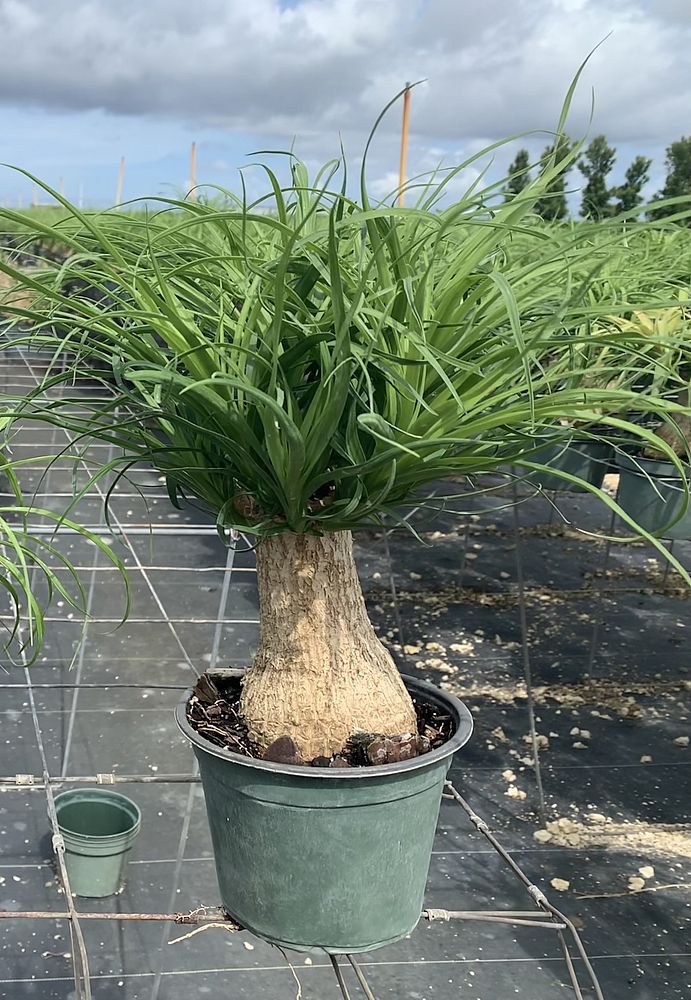 beaucarnea-guatemalensis-ponytail-palm-guatemala-pony-tail-red-ponytail-plant