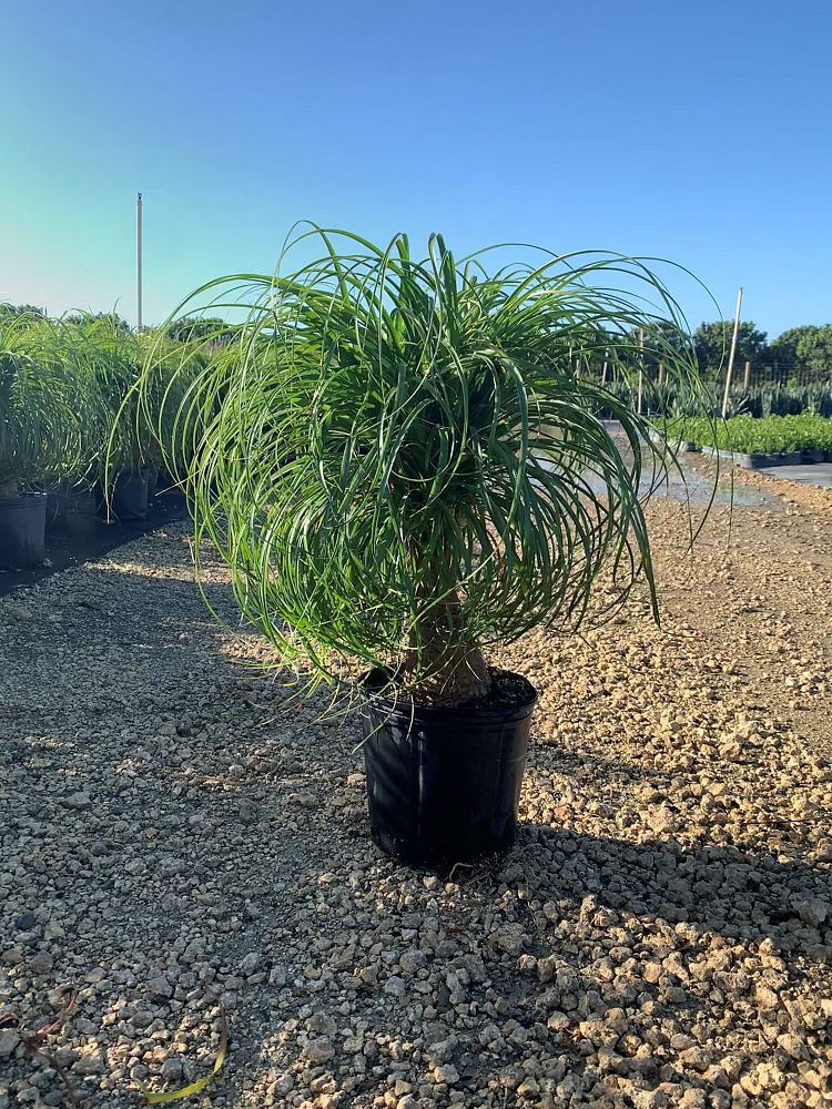 beaucarnea-guatemalensis-ponytail-palm-guatemala-pony-tail-red-ponytail-plant