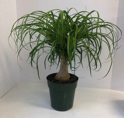 beaucarnea-guatemalensis-ponytail-palm-guatemala-pony-tail-red-ponytail-plant