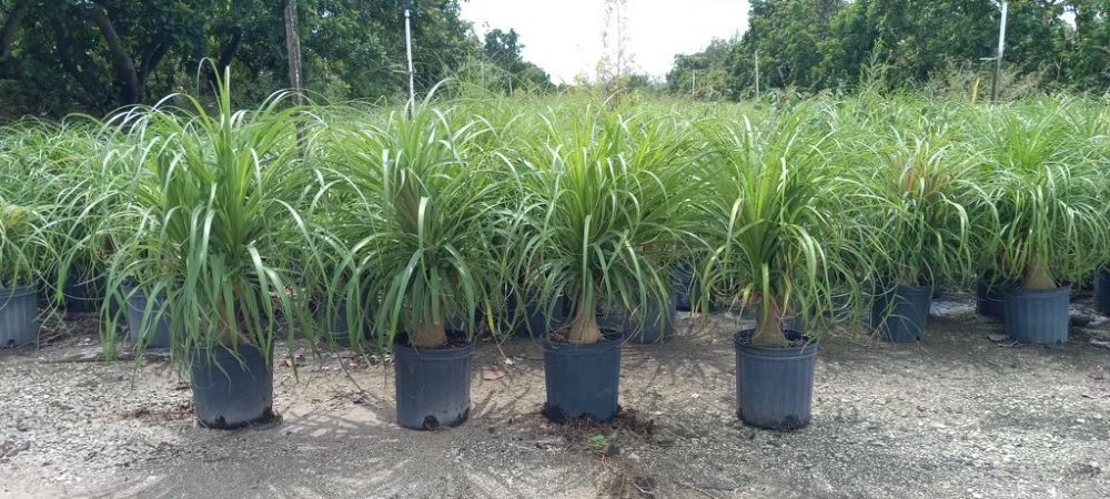 beaucarnea-guatemalensis-ponytail-palm-guatemala-pony-tail-red-ponytail-plant