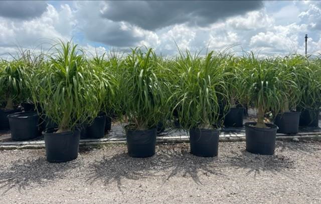 beaucarnea-guatemalensis-ponytail-palm-guatemala-pony-tail-red-ponytail-plant