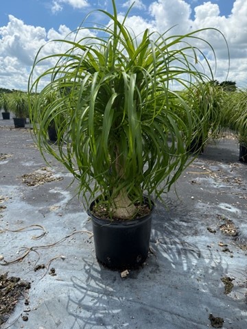 beaucarnea-guatemalensis-ponytail-palm-guatemala-pony-tail-red-ponytail-plant