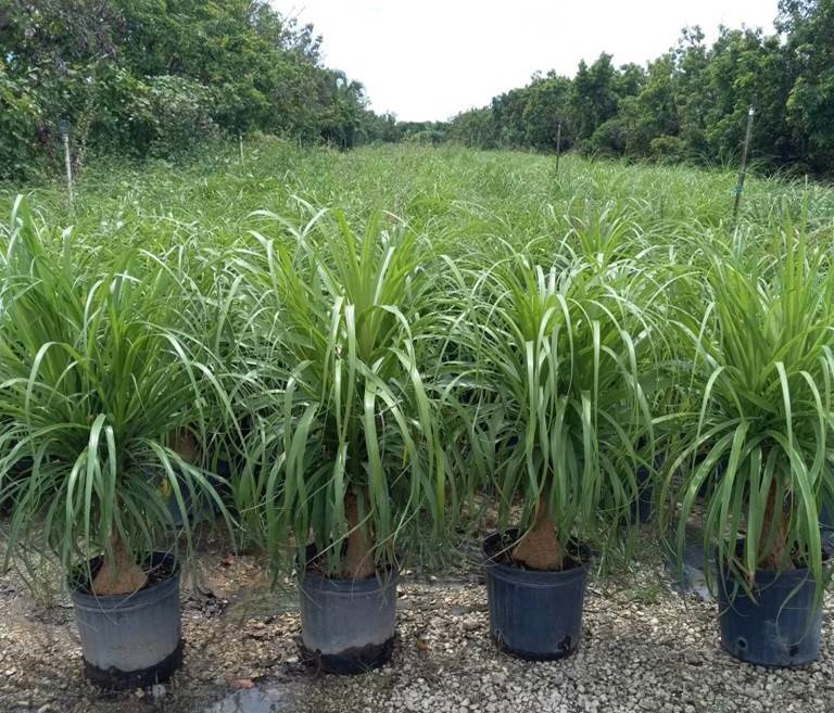 beaucarnea-guatemalensis-ponytail-palm-guatemala-pony-tail-red-ponytail-plant