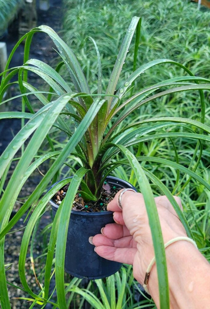 beaucarnea-guatemalensis-ponytail-palm-guatemala-pony-tail-red-ponytail-plant