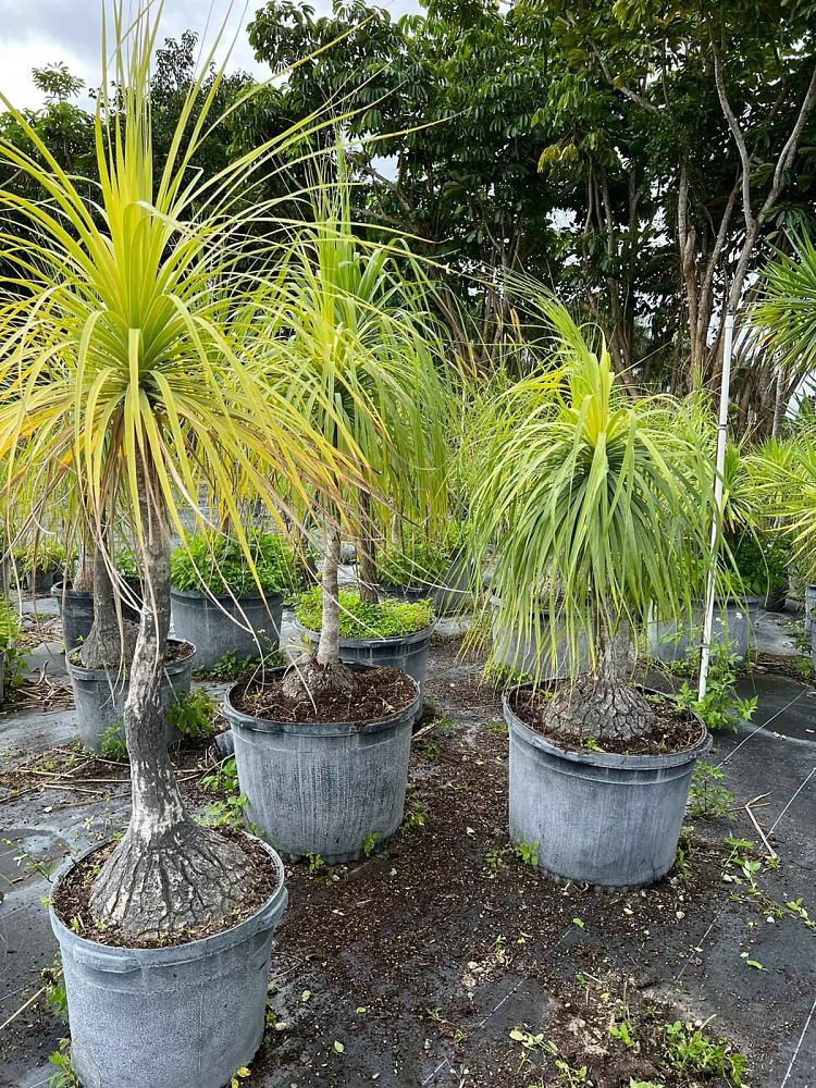 beaucarnea-guatemalensis-ponytail-palm-guatemala-pony-tail-red-ponytail-plant