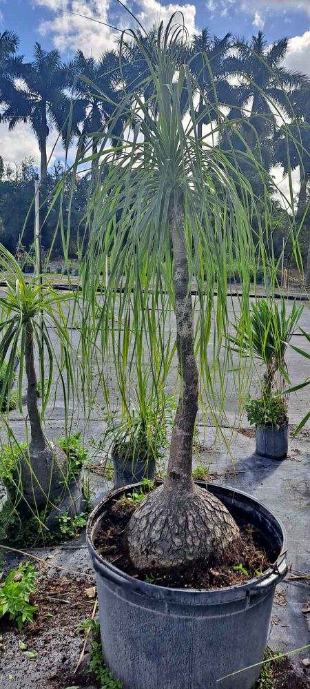 beaucarnea-guatemalensis-ponytail-palm-guatemala-pony-tail-red-ponytail-plant