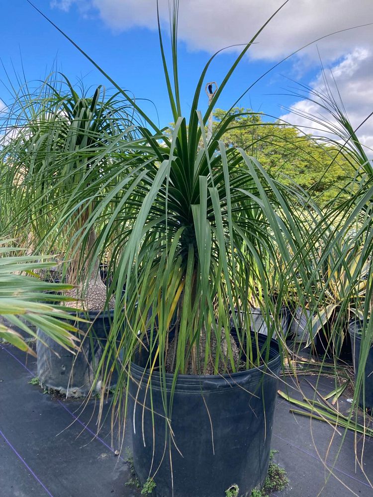 beaucarnea-guatemalensis-ponytail-palm-guatemala-pony-tail-red-ponytail-plant