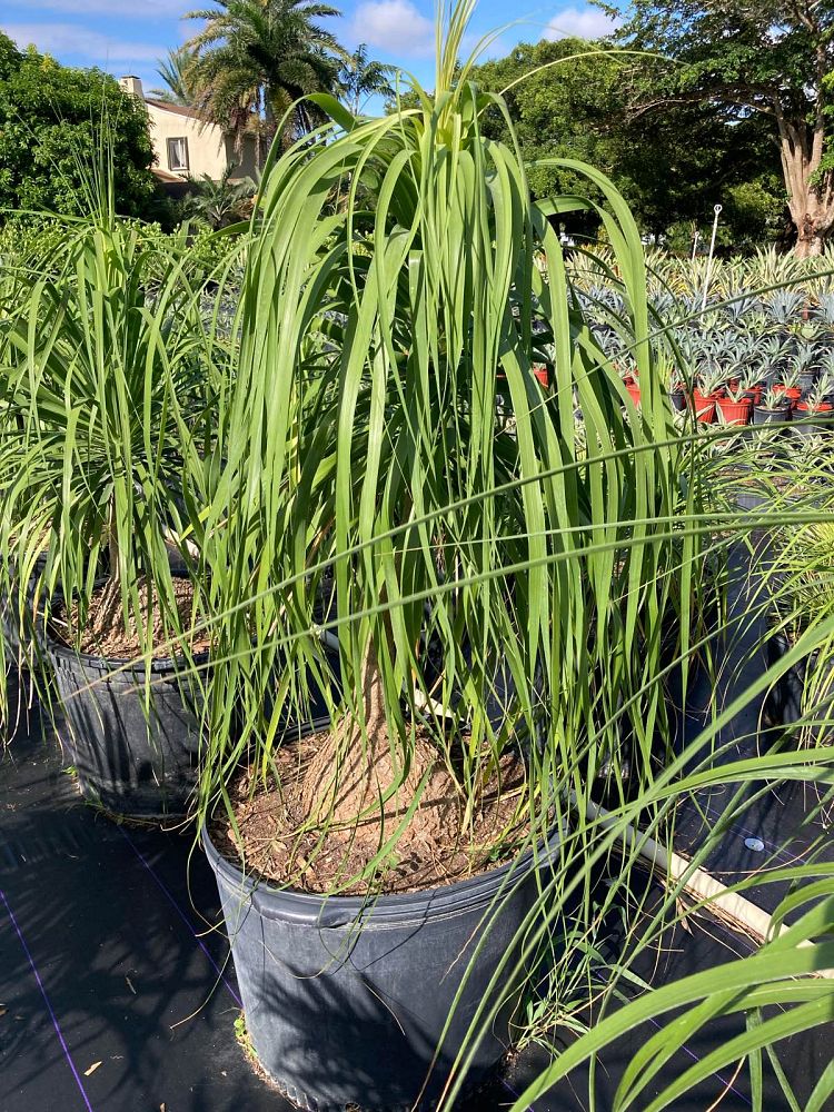 beaucarnea-guatemalensis-ponytail-palm-guatemala-pony-tail-red-ponytail-plant