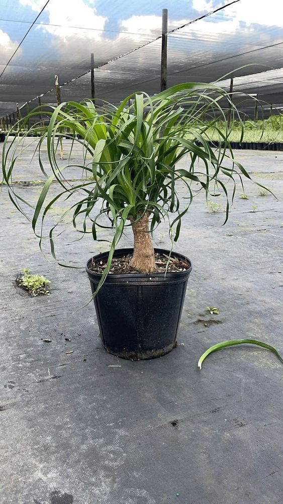 beaucarnea-guatemalensis-ponytail-palm-guatemala-pony-tail-red-ponytail-plant