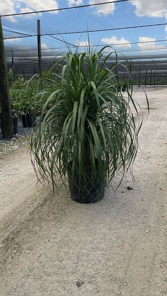 beaucarnea-guatemalensis-ponytail-palm-guatemala-pony-tail-red-ponytail-plant