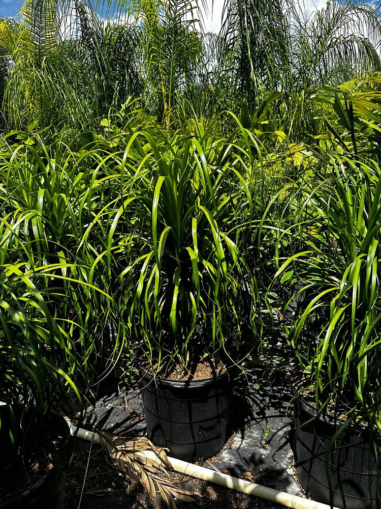beaucarnea-guatemalensis-ponytail-palm-guatemala-pony-tail-red-ponytail-plant