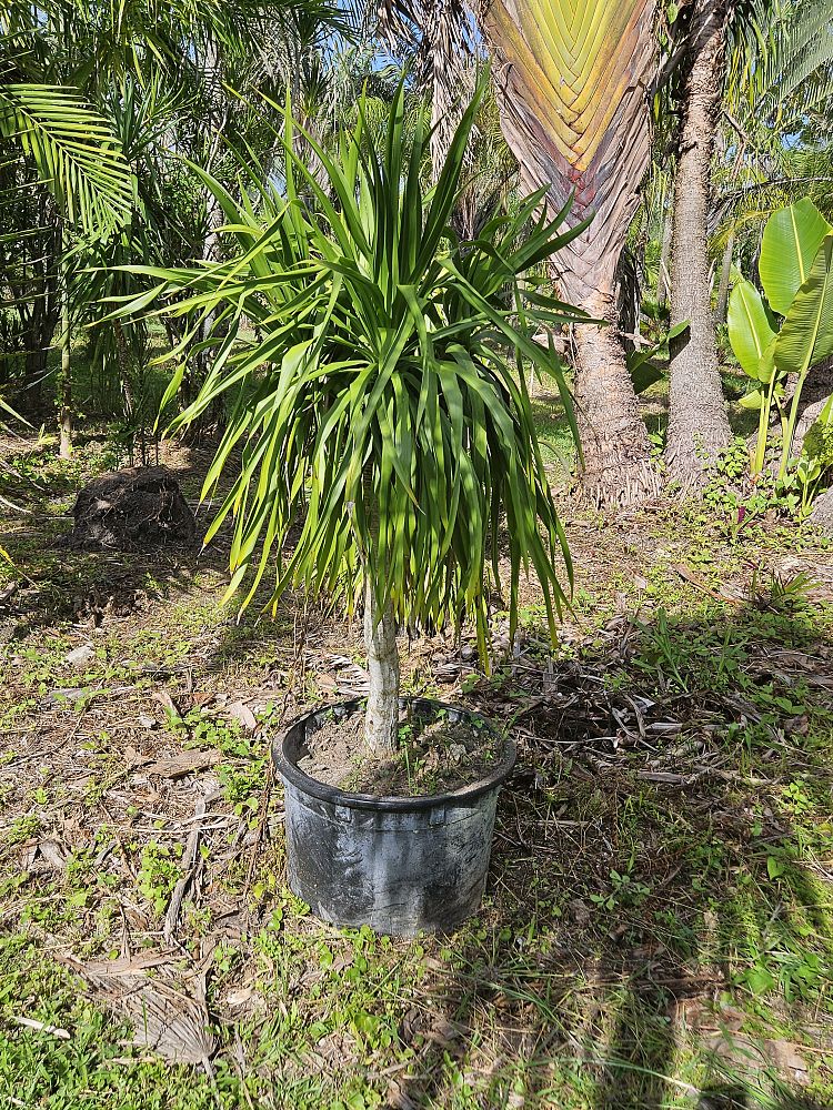 beaucarnea-guatemalensis-ponytail-palm-guatemala-pony-tail-red-ponytail-plant