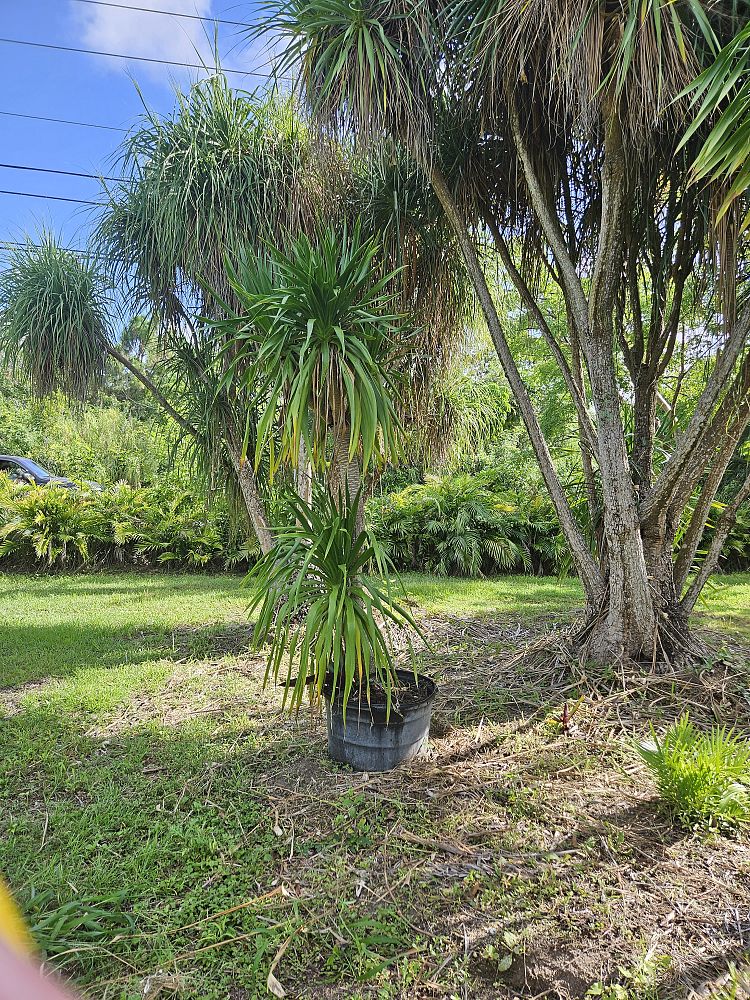beaucarnea-guatemalensis-ponytail-palm-guatemala-pony-tail-red-ponytail-plant