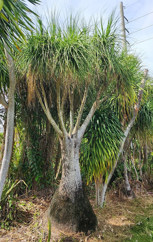 beaucarnea-guatemalensis-ponytail-palm-guatemala-pony-tail-red-ponytail-plant