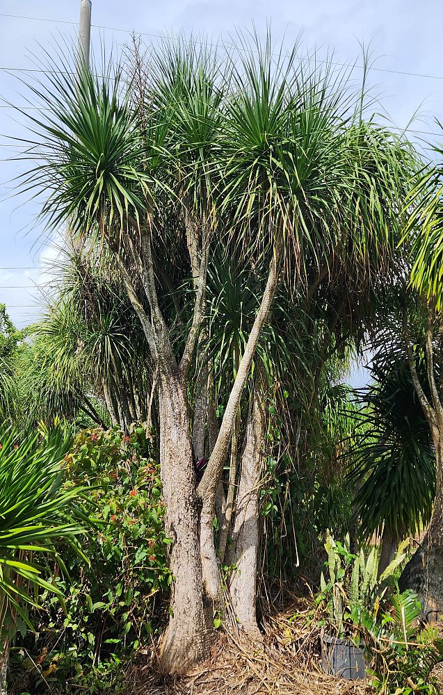 beaucarnea-guatemalensis-ponytail-palm-guatemala-pony-tail-red-ponytail-plant