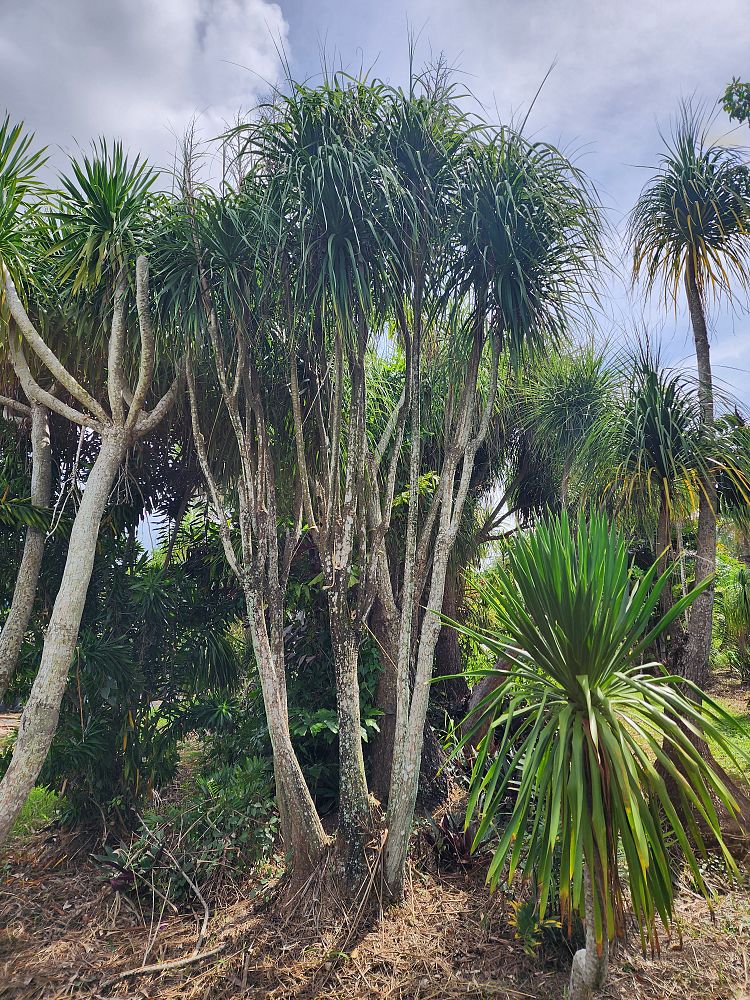 beaucarnea-guatemalensis-ponytail-palm-guatemala-pony-tail-red-ponytail-plant