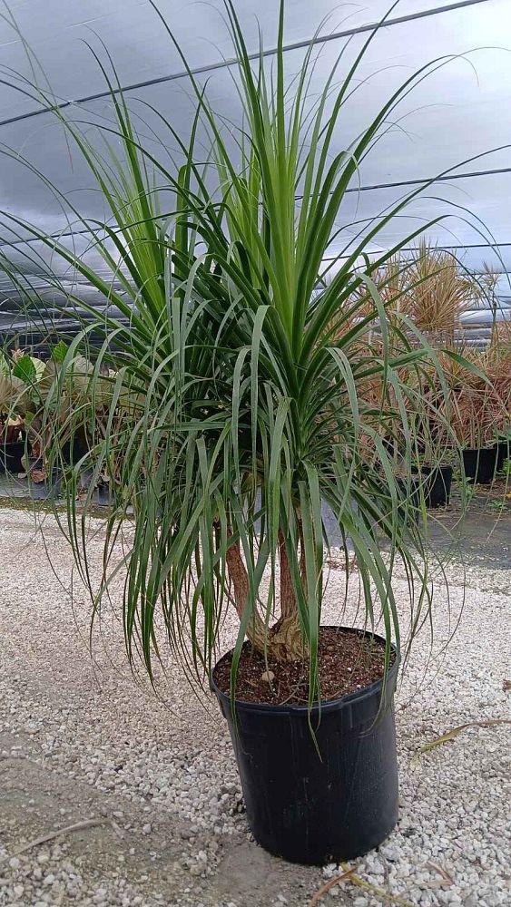 beaucarnea-guatemalensis-ponytail-palm-guatemala-pony-tail-red-ponytail-plant