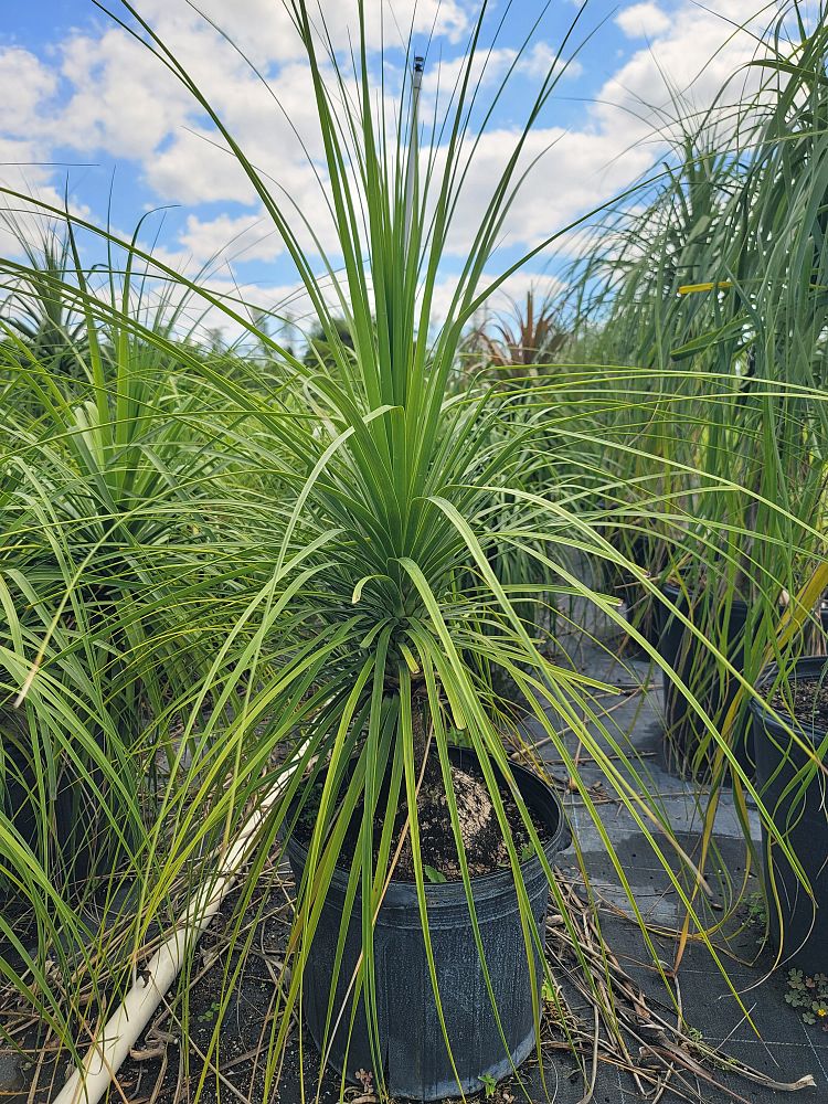 beaucarnea-guatemalensis-ponytail-palm-guatemala-pony-tail-red-ponytail-plant