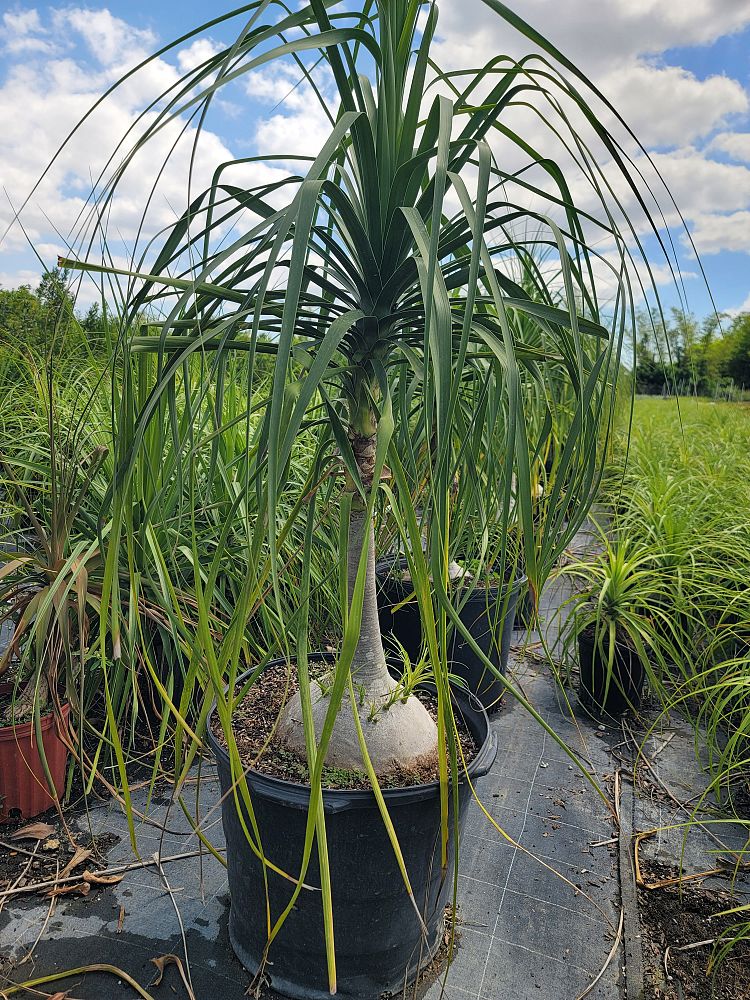 beaucarnea-guatemalensis-ponytail-palm-guatemala-pony-tail-red-ponytail-plant