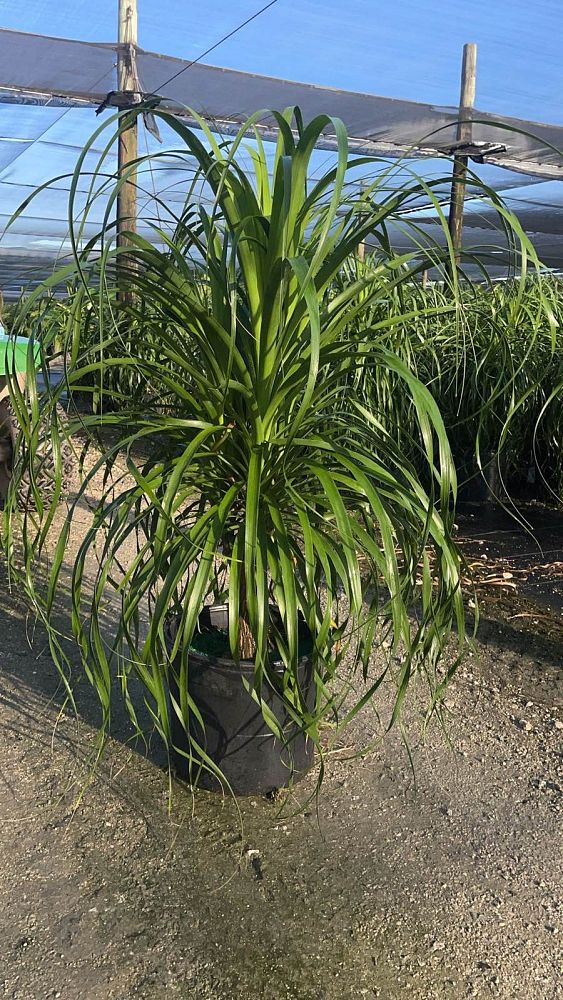 beaucarnea-guatemalensis-ponytail-palm-guatemala-pony-tail-red-ponytail-plant