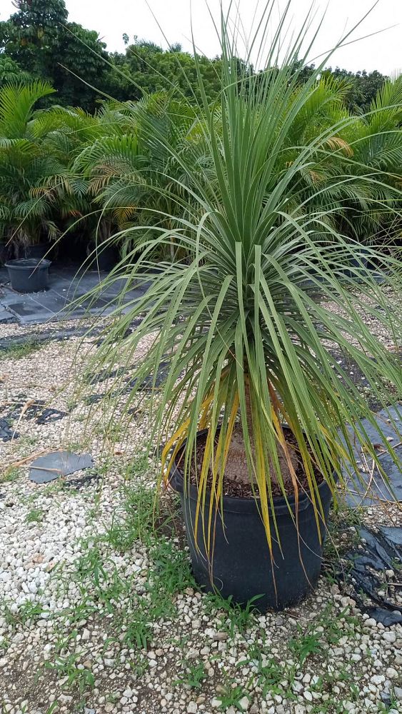 beaucarnea-guatemalensis-ponytail-palm-guatemala-pony-tail-red-ponytail-plant