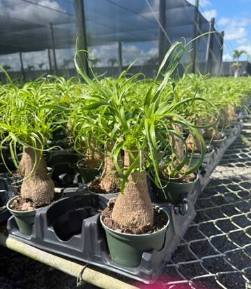 beaucarnea-guatemalensis-ponytail-palm-guatemala-pony-tail-red-ponytail-plant