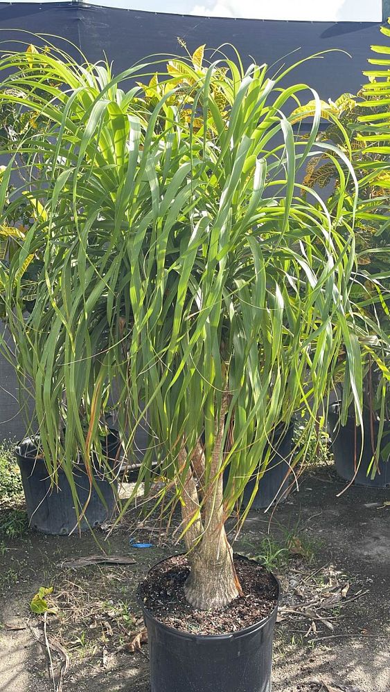 beaucarnea-guatemalensis-ponytail-palm-guatemala-pony-tail-red-ponytail-plant