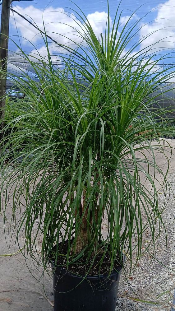 beaucarnea-guatemalensis-ponytail-palm-guatemala-pony-tail-red-ponytail-plant