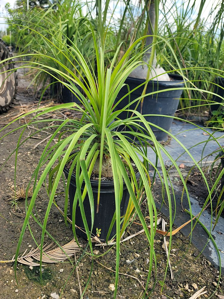 beaucarnea-guatemalensis-ponytail-palm-guatemala-pony-tail-red-ponytail-plant