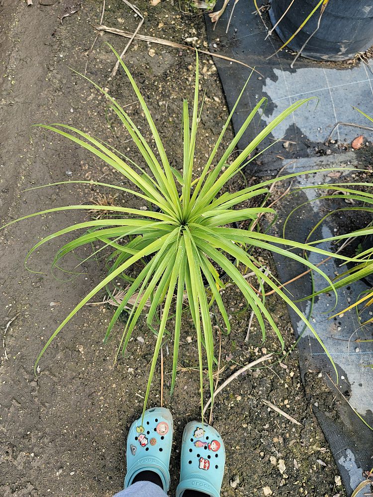 beaucarnea-guatemalensis-ponytail-palm-guatemala-pony-tail-red-ponytail-plant