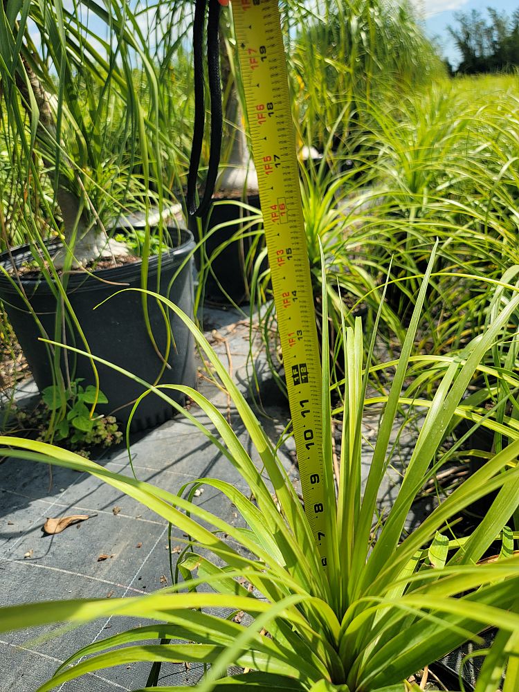 beaucarnea-guatemalensis-ponytail-palm-guatemala-pony-tail-red-ponytail-plant