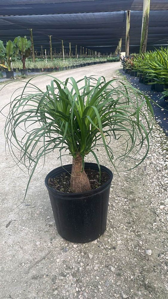 beaucarnea-guatemalensis-ponytail-palm-guatemala-pony-tail-red-ponytail-plant