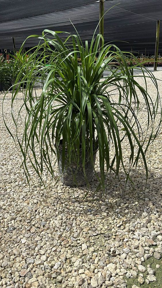 beaucarnea-guatemalensis-ponytail-palm-guatemala-pony-tail-red-ponytail-plant
