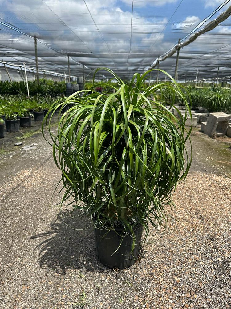 beaucarnea-guatemalensis-ponytail-palm-guatemala-pony-tail-red-ponytail-plant